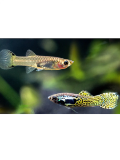 Guppy Endler Cobra Verde